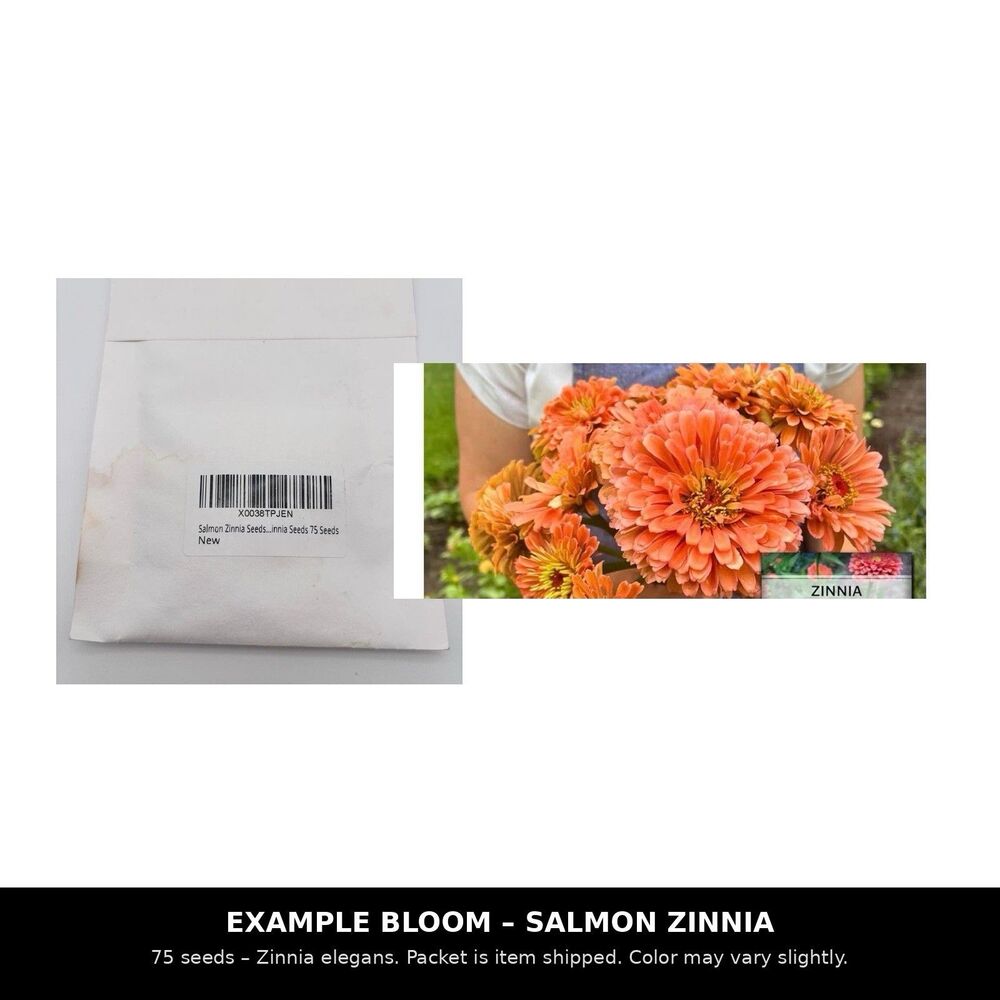 Salmon Zinnia Seeds 75 Pcs Zinnia Elegans Oklahoma Salmon Flower